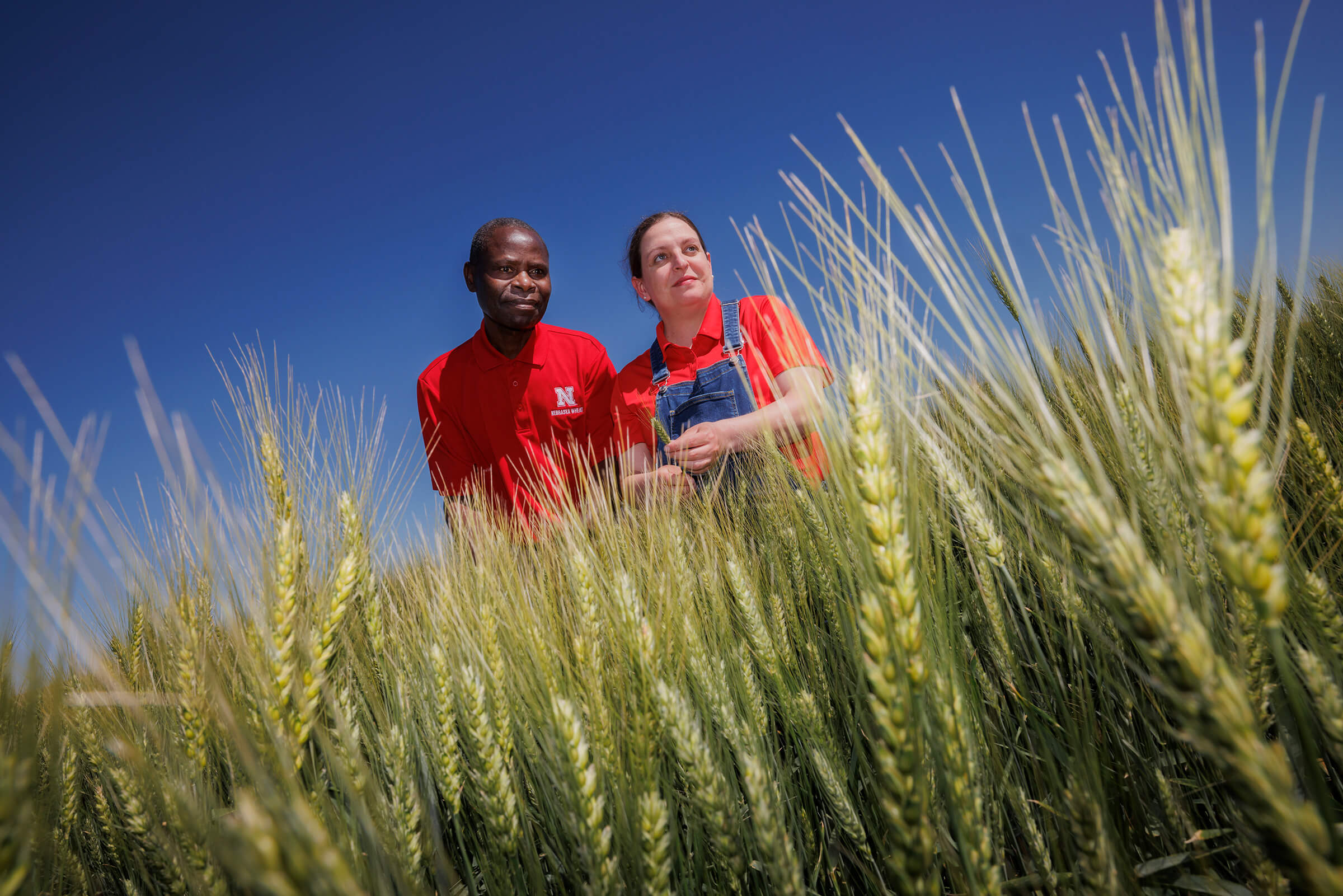 Two IANR professors standing in a test field of wheat