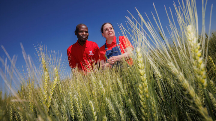 Two IANR professors standing in a test field of wheat