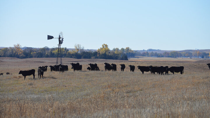 The Nebraska Integrated Beef Systems Hub brings together faculty members in wide-ranging disciplines with cattle producers and industry partners to solve new challenges facing the beef industry.