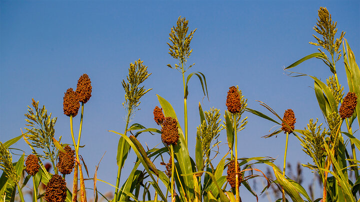 Sorghum