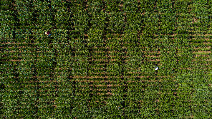 Top-down view of cornfield