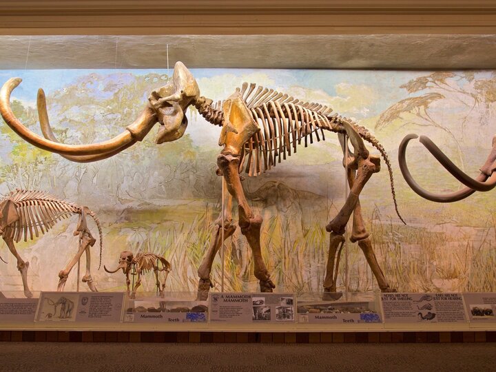 bones of mammoth on display